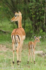 impala