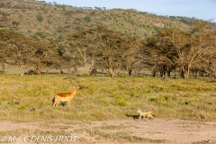 impala