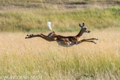impala