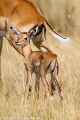impala