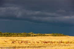 impala