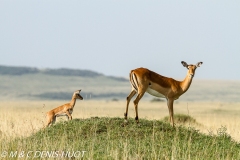 impala