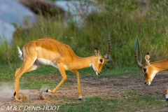 impala