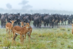 impala