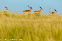 impala