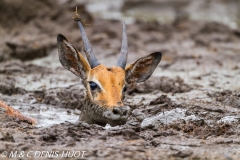 impala