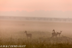 impala