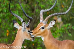 impala