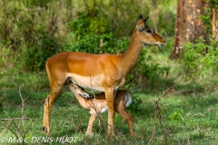 impala