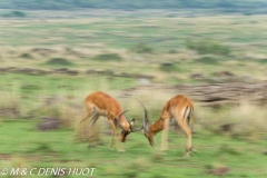 impala