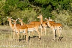 impala