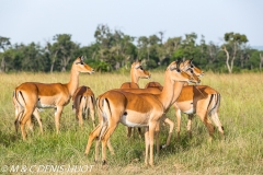 impala