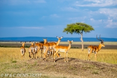 impala