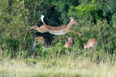 impala