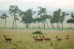 impala