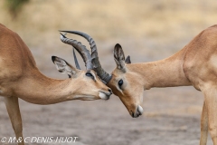 impala