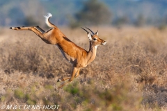 impala