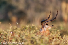 impala