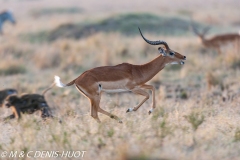 impala