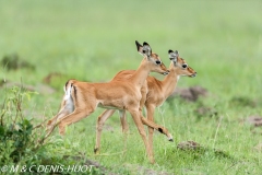 impala