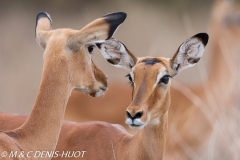 impala