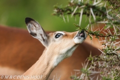 impala