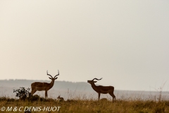 impala