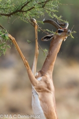 gazelle de Waller / Gerenuk