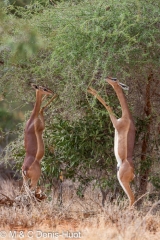 gazelle de Waller / Gerenuk