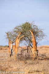 gazelle de Waller / Gerenuk