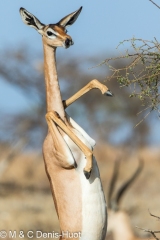 gazelle de Waller / Gerenuk