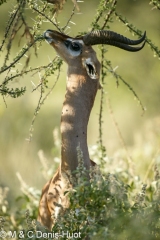 gazelle de Waller / Gerenuk