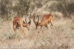 gazelle de Waller / Gerenuk