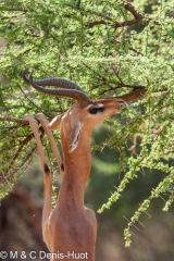 gazelle de Waller / Gerenuk