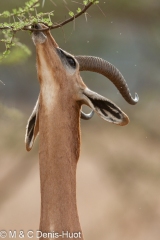 gazelle de Waller / Gerenuk