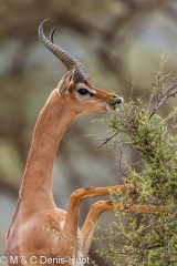 gazelle de Waller / Gerenuk