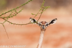 gazelle de Waller / Gerenuk