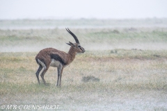 gazelle de Thomson / Thomson's gazelle