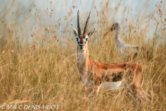 gazelle de Thomson / Thomson's gazelle