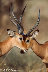 impala