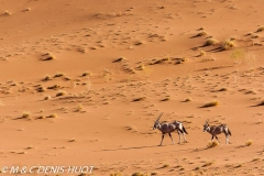 gemsbok