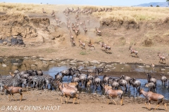 damalisque et gnou / topi and wildebeest