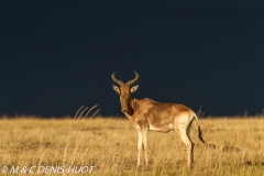 Bubale / hartebeest