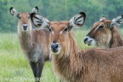 cobe defassa / waterbuck