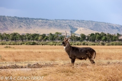 cobe defassa / waterbuck