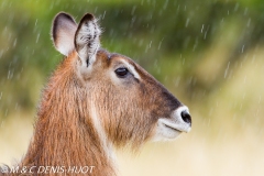 cobe defassa / waterbuck