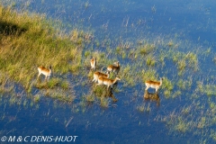 cobe Lechwe / Lechwe kob