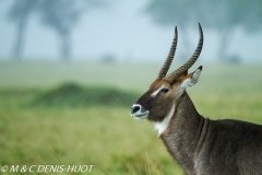 cobe defassa / waterbuck