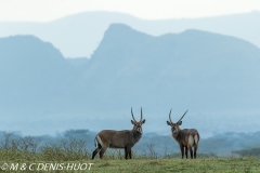 cobe defassa / waterbuck