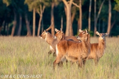 cobe defassa / waterbuck